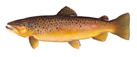 Brown Trout. As its name implies, this trout is generally brown, shading into a background of green and yellow. Spots on the sides are larger and more prominent than on other trout, and they are often bordered with a light-colored "halo". Brown Trout Painting, Brown Trout Tattoo, Ants Tattoo, Fishing Room Decor, Trout Illustration, Trout Tattoo, Steampunk Fish, Trout Painting, Fish Wood Carving