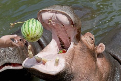 Hippo Eating, Eating Watermelon, Hippopotamus, Cute Cats, Watermelon, Heat, Google Search, Animals