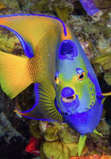 Queen Angelfish, Beautiful Tropical Fish, Mandarin Fish, Coral Fish, Fauna Marina, Reef Fish, Life Under The Sea, Salt Water Fish, Underwater Fish