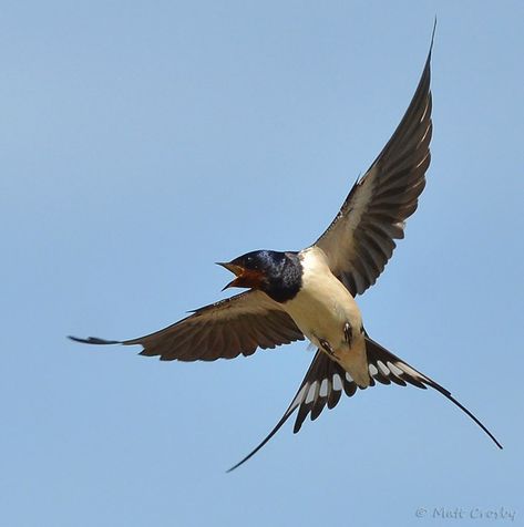 Swallow In Flight, Swallow Bird Tattoos, Barn Swallow, Rare Birds, Swallows, Birds Tattoo, Bird Drawings, Bird Photo, Little Birds