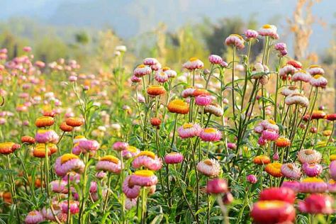 Licorice Plant, Eternal Flowers, Helichrysum Italicum, Plant Breeding, Globe Amaranth, Everlasting Flowers, Mediterranean Garden, Easy Plants, Buy Plants