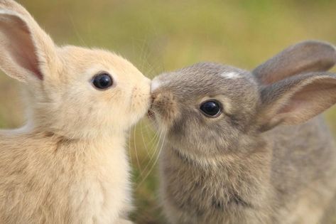 20+ Animal Couples That Look As Moving As Your Wedding Photographs Cute Animals Kissing, Romantic Animals, Animals Kissing, Gato Calico, Heartwarming Pictures, Rabbit Photos, Cuddly Animals, Super Cute Animals, Cute Animal Photos