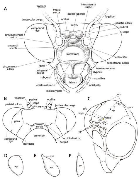 Praying Mantis Anatomy, Mantis Anatomy, Insect Anatomy, Orchid Mantis, Scientific Drawing, Nature Sketch, Cool Bugs, Praying Mantis, Beautiful Bugs