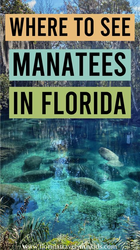 Where to find manatees in Florida. In this list of the best places to see manatees in Florida, you'll be able to find manatees during your Florida vacation almost any time you visit! #floridamanatees #floridatravelwithkids #manateesinflorida #wheretofindmanateesinflorida #floridavacation Swim With Manatees Florida, Manatees In Florida, Florida Manatees, Wild Florida, Best Places In Florida, Orlando Florida Vacation, Florida Activities, Swimming With Manatees, Florida Wildlife