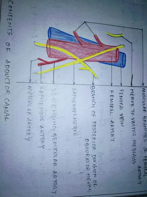 Contents of ADDUCTOR  CANAL Lower Limb, Med School, Human Anatomy, Medical School, Anatomy, Medical, Human, Health, Quick Saves