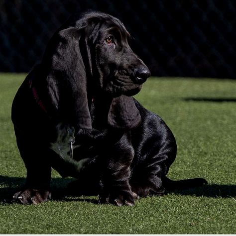 Basset Hound on Instagram: “Mr.black ❤️❤️❤️ . . @louis_thebasset thebasset .  #bassethoundsarethebest #bassethoundlovers #bassethoundlove #bassethoundlife…” Teacup Pug, Basset Dog, Basset Puppies, Hound Breeds, Basset Hound Beagle, Basset Hound Puppy, Hound Puppies, Basset Hound Dog, Puppy Dog Eyes