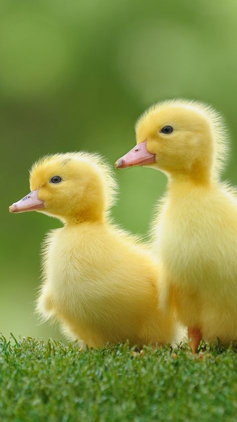 Duck Tattoos, Animal Yoga, Tiger Images, Duck Pictures, Cute Ducks, What The Duck, Cute Ducklings, Baby Duck, Cute Duck