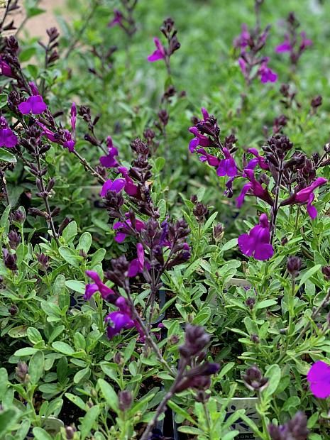 Salvia Greggii, Purple Salvia, Autumn Sage, Purple Sage, Full Sun Plants, Texas Gardening, Deep Autumn, Deep Purple Color, Sun Plants