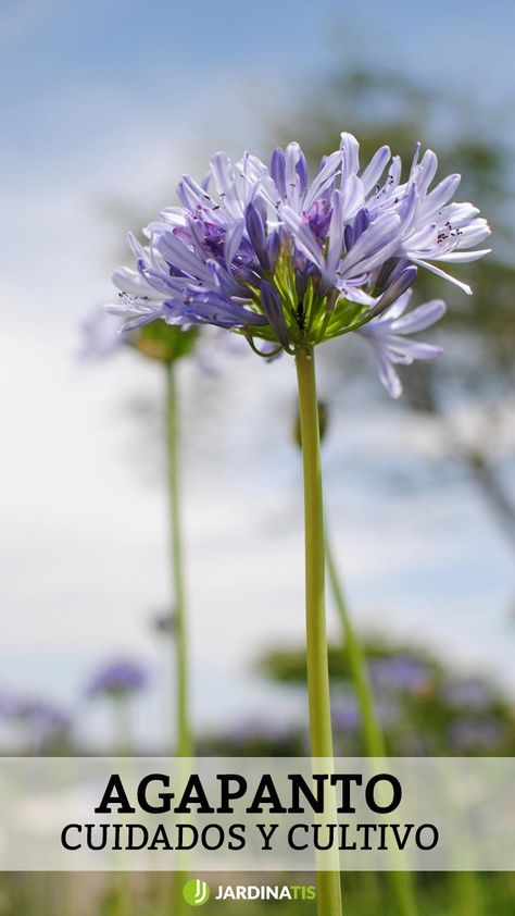 African Lily, Side Yard Landscaping, Unusual Plants, English Garden, Small Garden, Yard Landscaping, Go Green, House Colors, Indoor Plants