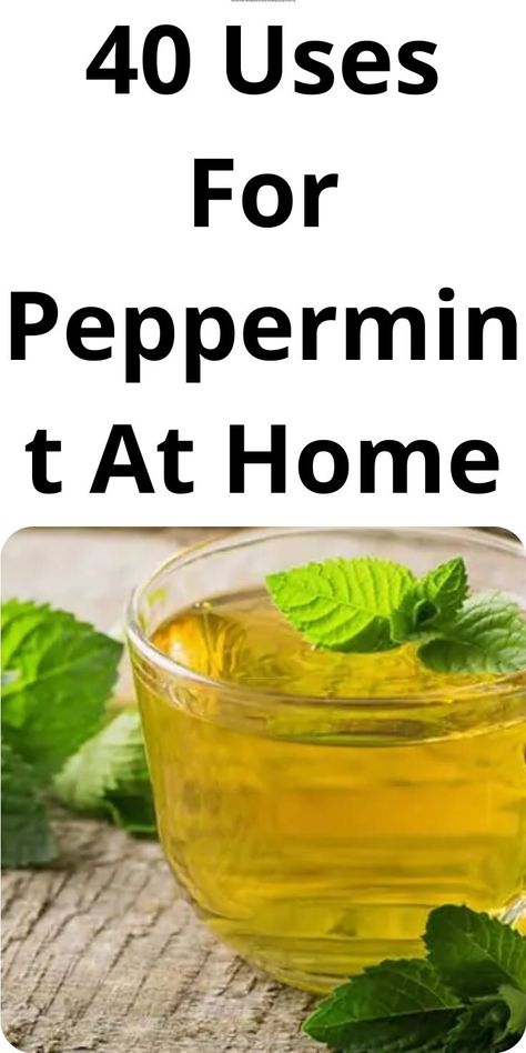 40 Uses For Peppermint At Home Peppermint Water, Mint Tea Recipe, Peppermint Tea Benefits, Best Chicken Casserole, British Cooking, Peppermint Tea, Mint Tea, House Smells, Chicken Casserole