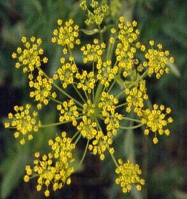 Wild Parsnip | Cornell Weed Identification Wild Parsnip, Cow Parsnip, Wild Foraging, Wild Food Foraging, Edible Wild Plants, Poisonous Plants, Invasive Plants, Wild Harvest, Wild Edibles