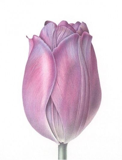 Art does not reproduce the visible; rather it makes visible - but does it float #flower #illustration Olivia Tattoo, Tulip Painting, Watercolor Tulips, Plant Painting, Sketchbook Ideas, Botanical Painting, Botanical Watercolor, Color Pencil Art, Botanical Drawings