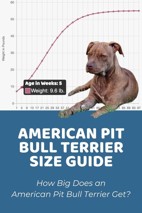 American Pit Bull Terrier Size Guide: How Big Do These Dogs Get? Puppy Growth Chart, Miniature Bull Terrier, American Bull, Bull Terrier Puppy, Weight Calculator, Hybrid Dogs, American Pitbull, Bully Dog, American Pit Bull Terrier