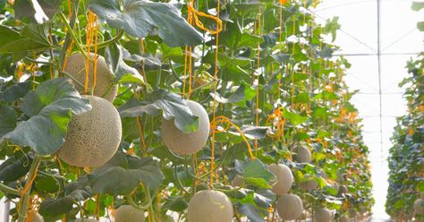 Grow honeydew melon successfully by following these 6 tips Honeydew Melon Plant, Gardening For Dummies, Home Grown Vegetables, Organic Mulch, Honeydew Melon, Organic Fruit, Exotic Fruit, Organic Fertilizer, Bedding Plants