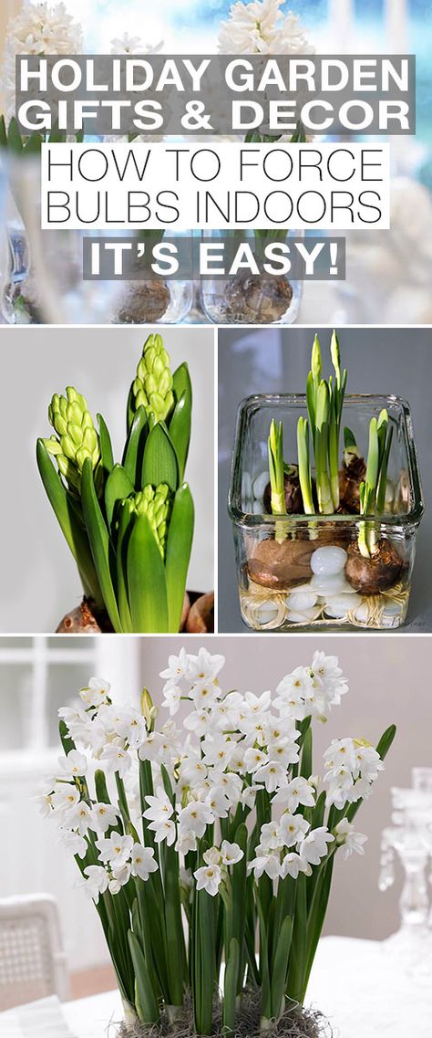 How To Force Bulbs Indoors, It's Easy | Holiday Garden Gifts & Decor • The Garden Glove Forcing Bulbs, Fall Bulbs, Asian Garden, Market Garden, Garden Bulbs, Garden Nursery, Gardening Gloves, Garden Tips, Bulb Flowers