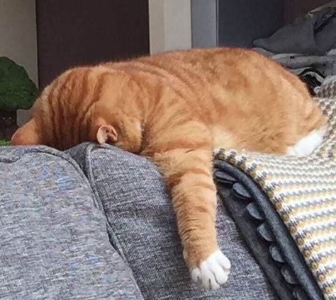 Haiwan Peliharaan, Cat Sleeping, Ginger Cats, Cat Aesthetic, Funny Cat Pictures, صور مضحكة, Funny Cute Cats, Orange Cat, Silly Cats