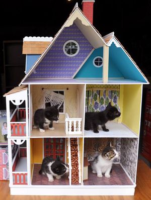 Cat-dollhouse-1-300 Dollhouse Cat House, Dyke Art, Cats Relaxing, Cat Dollhouse, Wall Elements, Kitty Cafe, Prince Edward County, House Cat, Cat Photos