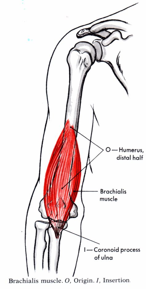 bracialis+muscle | Brachialis | Anatomy Study Buddy Brachialis Muscle Anatomy, Brachialis Muscle, Anatomy Medical, Study Buddy, Self Defense Martial Arts, Muscle Anatomy, Medical Anatomy, Anatomy For Artists, Anatomy Study