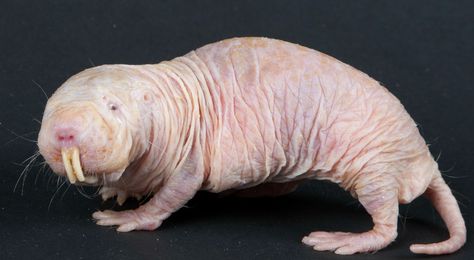 Naked Mole Rat Rat Queens, Mole Rat, Ugly Animals, Skin Moles, Mole Removal, Rare Animals, Weird Animals, Rodents