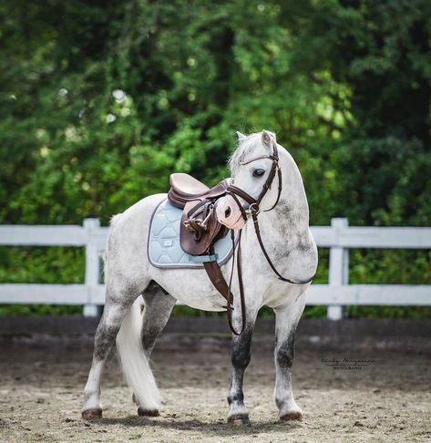 Mini Horse Tack, Luxury Horse Barns, Horse Photography Poses, Show Jumping Horses, Dream Horse Barns, Welsh Pony, Pony Breeds, Cute Horse Pictures, Rasy Koni