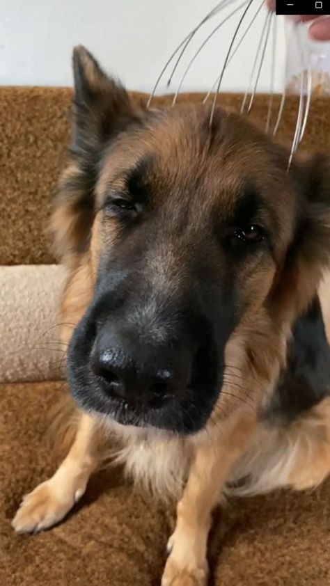 Silly German Shepherd, Baby German Shepherds, Take A Smile, Funny German Shepherd, German Shepherd Funny, Zen Moments, Fail Video, Cute Animals Images, Silly Animals