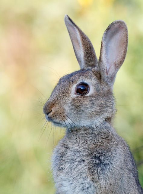 Wild rabbit. Portrait of wild rabbit in meadow shadow view , #Ad, #Portrait, #rabbit, #Wild, #wild, #view #ad Wild Rabbit Photography, Rabbit Reference Photo, Animal Portrait Photography, Rabbit Side Profile, Rabbit Side View, Pictures Of Rabbits, Rabbit Reference, Bunny Photography, Rabbit Photography