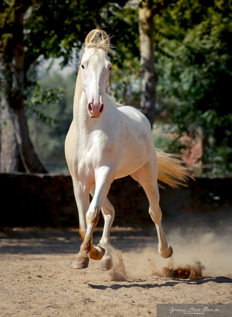 Kathiyawadi Horse, Horses Photography, Marwari Horses, Beautiful Scenery Photography, Akhal Teke, Art Horse, Grey Horse, Dressage Horses, All The Pretty Horses