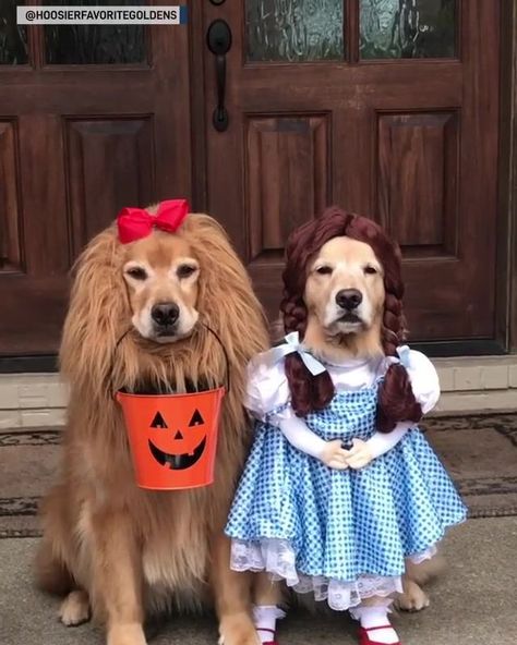 Dogs dressed as "The Wizard of Oz" characters for Halloween | "There's no place like home." These precious pups are ready for Halloween dressed as Dorothy and the Cowardly Lion from "The Wizard of Oz." 📹:... | By The National Desk - TND Golden Retriever Costume, Cute Dog Halloween Costumes, Dog Halloween Outfits, Golden Retriever Halloween, Best Dog Costumes, Cute Dog Costumes, Dog Costumes Funny, Diy Dog Costumes, Pet Halloween Costumes