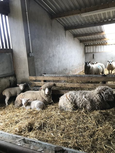 Dorper Sheep Farms, Sheep Raising, Produce Farm, Sheep Farming, Farming Ideas, Natural Farming, Farm Pictures, Regenerative Agriculture, Future Farms