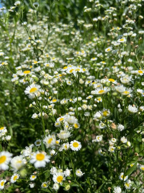 Tooks some really pretty photos of some fleabane in Gettysburg. Fleabane aesthetic Check out my video! #fleabane #aesthetic #flowers #travelblogger Daisy Fleabane, Aesthetic Flowers, Pretty Photos, All Plants, Travel Blogger, Daisy, Plants, Flowers, Photography