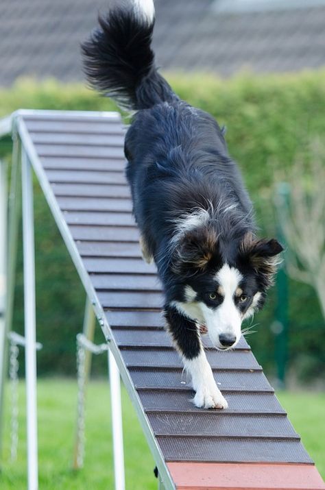 Dog Agility Diy, Dog Agility Course, Dog Jumping, Agility Training For Dogs, Basic Dog Training, Dog Behavior Problems, Train Your Dog, Aggressive Dog, Dog Hacks