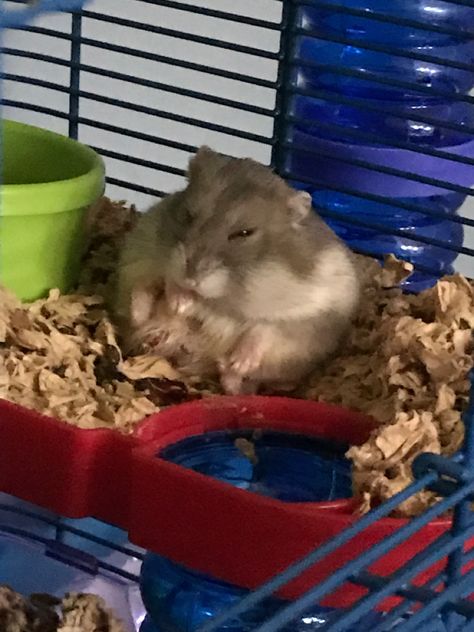 Chunky hamster Chunky Hamster, Big Cheeks, Little Misfortune, Hamsters, Silly Cats, Rodents, Rats, Animals And Pets, Cute Animals