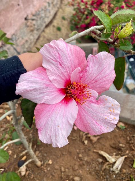 📍funchal, madeira, portugal. in the botanical gardens. #flowers #botanicalgarden #madeira #portugal #pinkflower #summer #summeraesthetic #summervibes #islandlife #pink #pinkflower Madeira Botanical Garden, Madeira Portugal Aesthetic, Madeira Flowers, Madeira Aesthetic, Funchal Madeira Portugal, Madeira Funchal, Lisbon Oceanarium, Madeira Beach Florida, Funchal Madeira