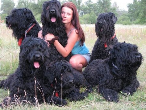 Miniature Poodle Black, Schnauzer Gigante, Russian Terrier, Bouviers Des Flandres, Black Russian Terrier, Black Russian, Animal References, Big Dog, Miniature Schnauzer