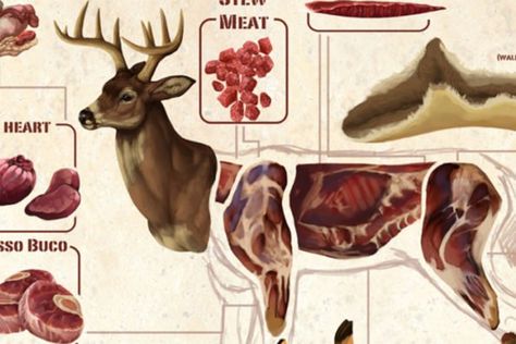 Nadia van der Donk If you're interested in how to butcher your own deer harvests, you might like this illustrated deer meat guide. This illustration by artist Nadia van der Donk shows where the different cuts of meat come from on a deer. A hind quarter alone from a single deer can provide a lot of meat that can last for months The post Deer Meat Guide: All the Most Common Deer Cuts and Parts appeared first on Wide Open Spaces. Wild Game Processing, Deer Butchering, Venison Jerky Recipe, Breakfast Sausage Seasoning, Deer Processing, Butcher Meat, Venison Jerky, Spaghetti With Ground Beef, Potato Bacon Soup