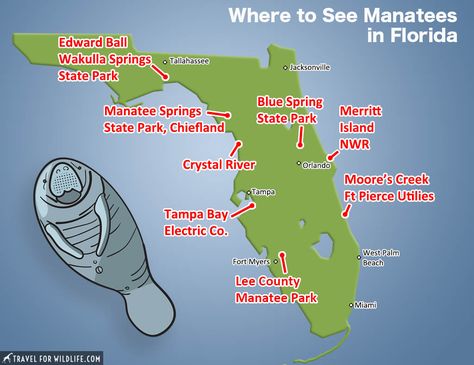 Manatees In Florida, Florida In December, Blue Springs State Park, Trip Hacks, South Usa, Manatee Florida, Florida Family Vacation, Beach Road Trip, Florida Attractions