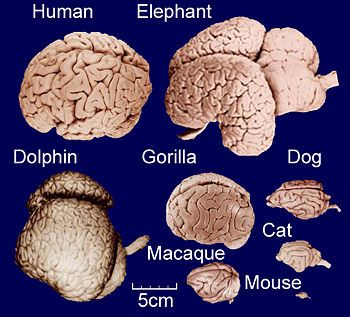 "Animals Can't Think, Because They Don't Have a Brain," My Student Said. Fun Facts About Giraffes, Elephant Brain, Dolphin Facts, Animal Intelligence, Elephant Facts, Brain Size, Human Evolution, Nurse Stuff, Asian Elephant