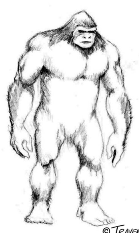 Bigfoot Sketch, Bigfoot Drawing, Monkey Warrior, Cryptid Creatures, Bigfoot Pictures, Pie Grande, Elephant Coloring, Bigfoot Art, Feet Drawing