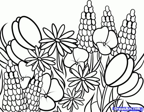 how to draw wildflowers step 8 Wildflower Drawing, Lupine Flowers, Flower Pedals, Wildflower Seeds, Blue Bonnets, Guided Drawing, Free Printable Coloring, Circle Shape, Free Printable Coloring Pages