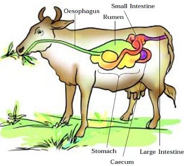 Ruminant Digestive System, Ruminant Animals, Milk Flow, Food For Digestion, Lactobacillus Acidophilus, Milk Production, Protein Synthesis, Large Intestine, Human Food