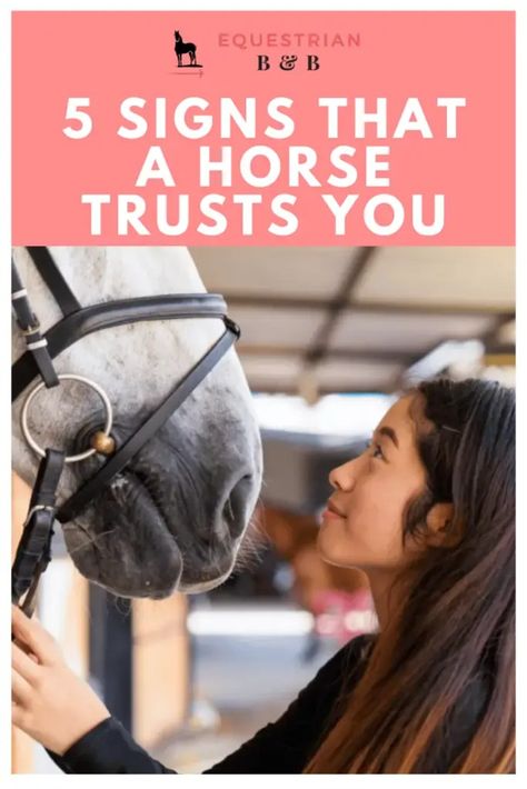 5 Signs That a Horse Trusts You – Equestrian Boots and Bridles #horsebackriding #horseriding #horsejumping #horsetraining #horsemanship #horsetrainingtips #ridingtips #betterriding #equestrian #equestriansport #ridinglesson #ridinginstructor #equestrianlife #horsequotes #equestrianinspiration #horsesayings #equestrianquotes Sport Boots For Horses, Sport Boots, Good Leadership Skills, Equestrian Quotes, Respect People, Horse Training Tips, Pointed Ears, Riding Lessons, Bonding Activities