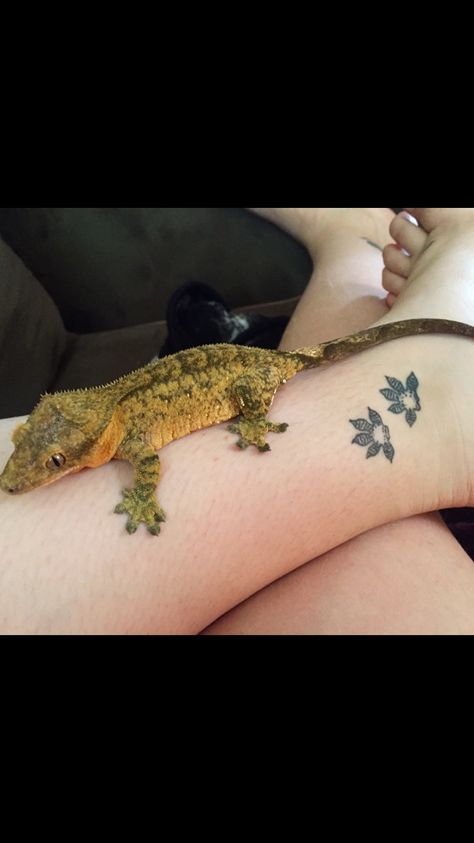 Matching Reptile Tattoos, Matching Lizard Tattoos, Reptile Sleeve Tattoo, Small Reptile Tattoo, Crested Gecko Tattoo Ideas, Amphibian Tattoos, Gecko Tattoo For Women, Crested Gecko Tattoo, Reptile Tattoo Ideas