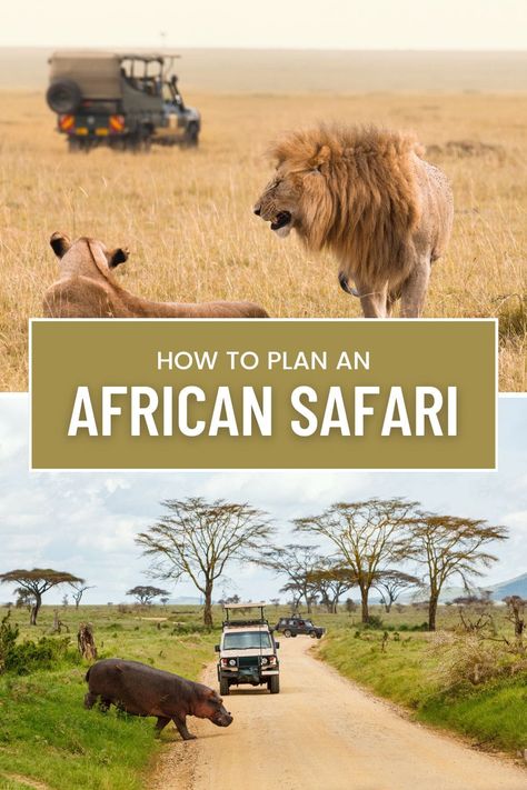 Learn how to plan an Africa safari with insights from a South African author who has traveled extensively through sub-Saharan Africa. Travel Marketing, Budget Vacation, Africa Safari, African Safari, Romantic Travel, South Pacific, Africa Travel, Culture Travel, International Travel