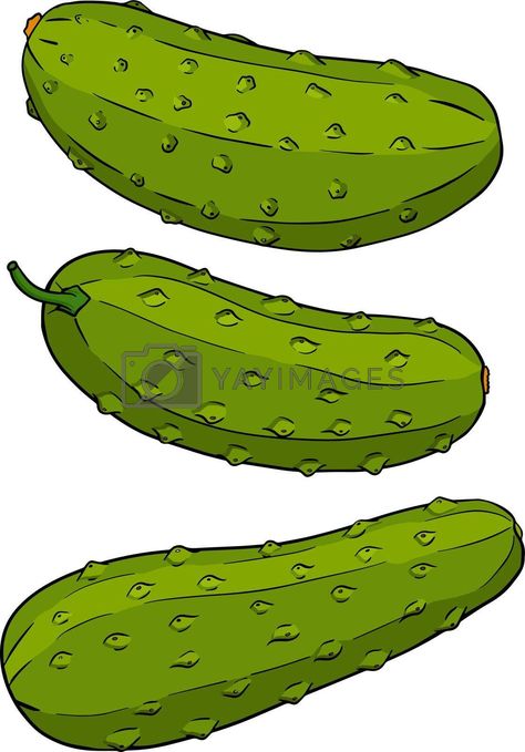 Drawing Farm, Cucumber Vegetable, Corel Draw Design, Farm Market, Yay Images, Hand Drawn Vector, Design Logo, Free Stock Photos, Cucumber