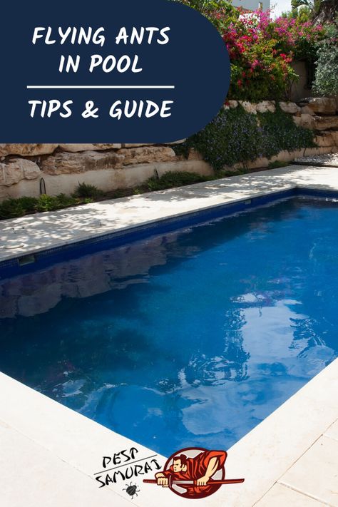 Pool Cleaning Tips, Luxury Pools Indoor, Flying Ants, Ant Bites, Ant Repellent, Gratitude Book, Get Rid Of Flies, Pest Repellent, Rid Of Ants