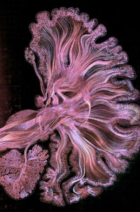 Brain Photography, Meditation Yoga Poses, Human Brain Art, Brain Artwork, Neuroscience Art, Yoga Chakras, Chakras Meditation, Microscopic Photography, Biology Art