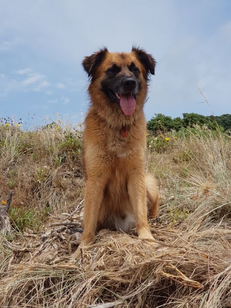 Golden Shepherd, Homestead Inspiration, Caucasian Shepherd, Dogs Aesthetic, English Shepherd, Barn Animals, Emotional Support Animal, I Like Dogs, Dream Barn