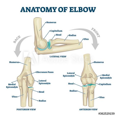 Anatomy of elbow skeletal bone structure labeled scheme vector illustration - Buy this stock vector and explore similar vectors at Adobe Stock Elbow Anatomy, Forearm Anatomy, Forearm Bones, Joints Anatomy, Arm Anatomy, Arm Bones, Basic Anatomy And Physiology, Bone Structure, Medical Student Study