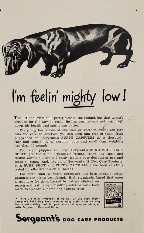 1948 vintage Dachshund advertisement via ebay.com Vintage Dachshund, Dachshund Puppy Miniature, Dachshund Puppy, Painting Projects, Vintage Illustration, Not Mine, Dachshund, Paw Print, I Hope