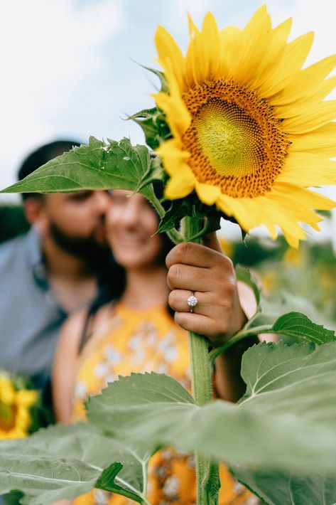 Sunflower Wedding Pictures, Engagement Photos With Sunflowers, Sunflower Patch Engagement Pictures, Couple Flowers Photography, Sunflower Proposal Ideas, Sunflower Field Proposal, Sunflower Engagement Photos, Sunflower Field Engagement Photos, Couple Sunflower Field Pictures